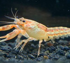 MINI MEXICAN LOBSTER