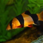 CLOWN LOACH