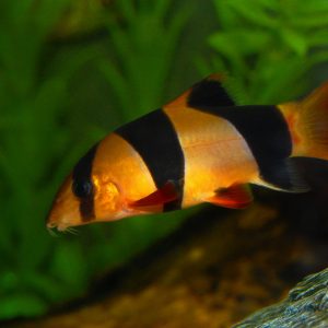 CLOWN LOACH