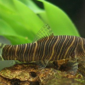 ZEBRA BOTIA