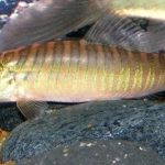 TIGER BOTIA