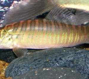 TIGER BOTIA