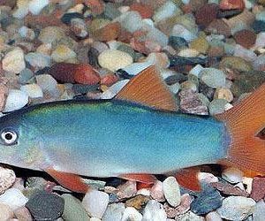 BLUE BOTIA