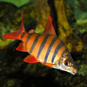 SIX-BARRED DISTIC