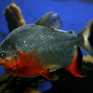 RED PACU