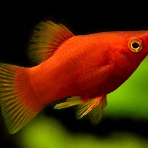 RED CORAL PLATY