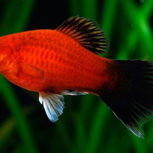 RED WAGTAIL PLATY