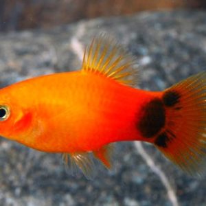 MICKEY MOUSE PLATY