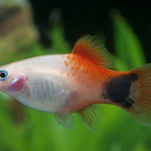 PINK MICKEY MOUSE PLATY
