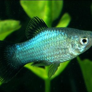 BLUE PLATY