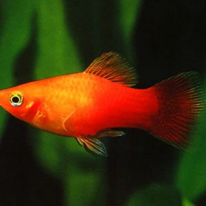 SUNSET PLATY