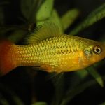 VARIATUS PLATY