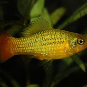 VARIATUS PLATY