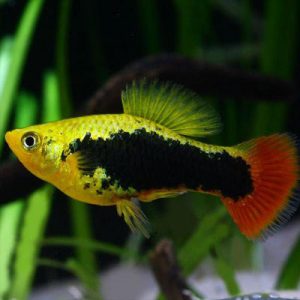 HAWAII VARIATUS