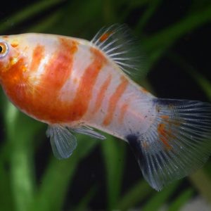 TIGER PLATY