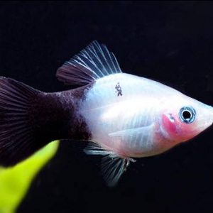 PANDA PLATY