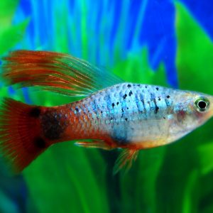 CORAL BLUE PLATY