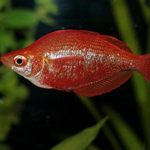 RED RAINBOW