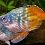 BOESEMANI RAINBOW