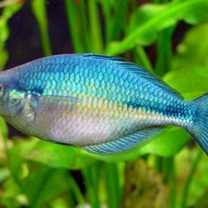 BLUE RAINBOW