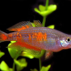 PARKINSONI RAINBOW