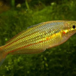 GOLDEN RAINBOW
