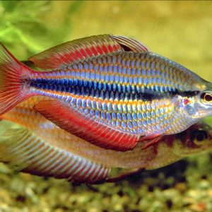 TRIFASCIATA RAINBOW