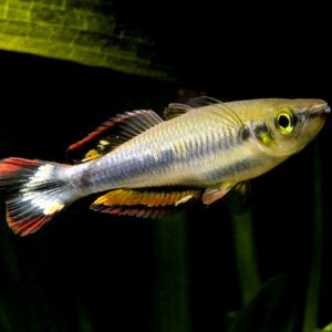 MADAGASCAR RAINBOW