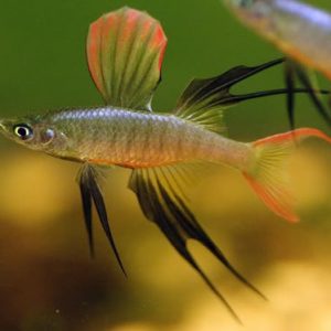 THREADFIN RAINBOW