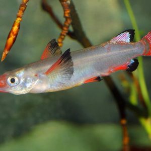 CELEBES HALFBEAK