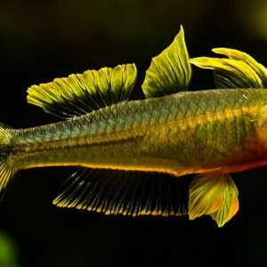 FORKTAIL RAINBOW