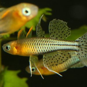 GERTUDAE