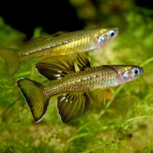 TENELLUS