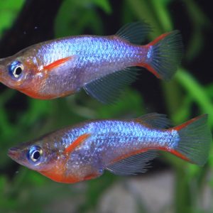 DAISY's RICE FISH
