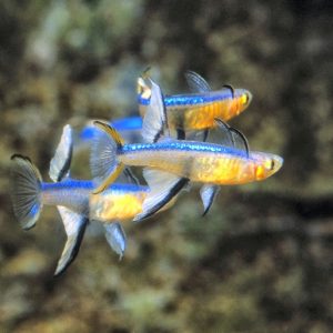 CYANODORALIS