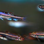 RAINBOW SHINNER