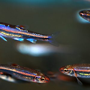 RAINBOW SHINNER