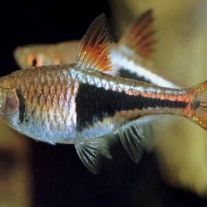 HARLEQUIN RASBORA