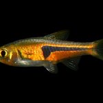 RASBORA HENGELI