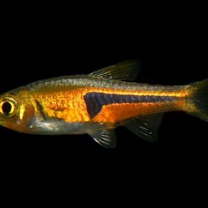 RASBORA HENGELI