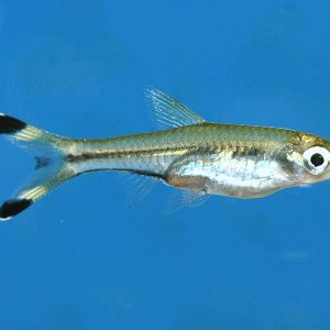 BLACK SCISSOR TAIL RASBORA
