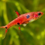 RASBORA MACULATA