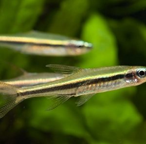 RASBORA AGILIS