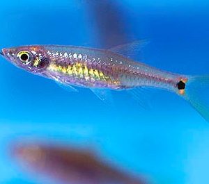RASBORA BRITANI