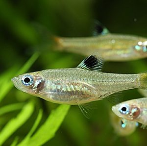 RASBORA DORSIOCELLATA