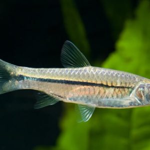 LONG BAND RASBORA