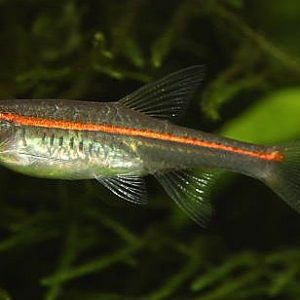 RED LINE RASBORA