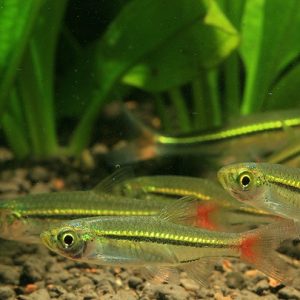 RASBORA RED TAIL