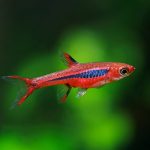 MOSQUITO RASBORA