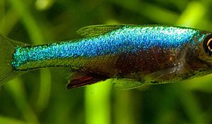 AXELROD'S RED RASBORA